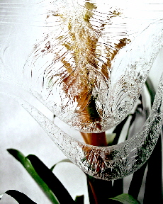 Sselective onami 950 x 670 1g